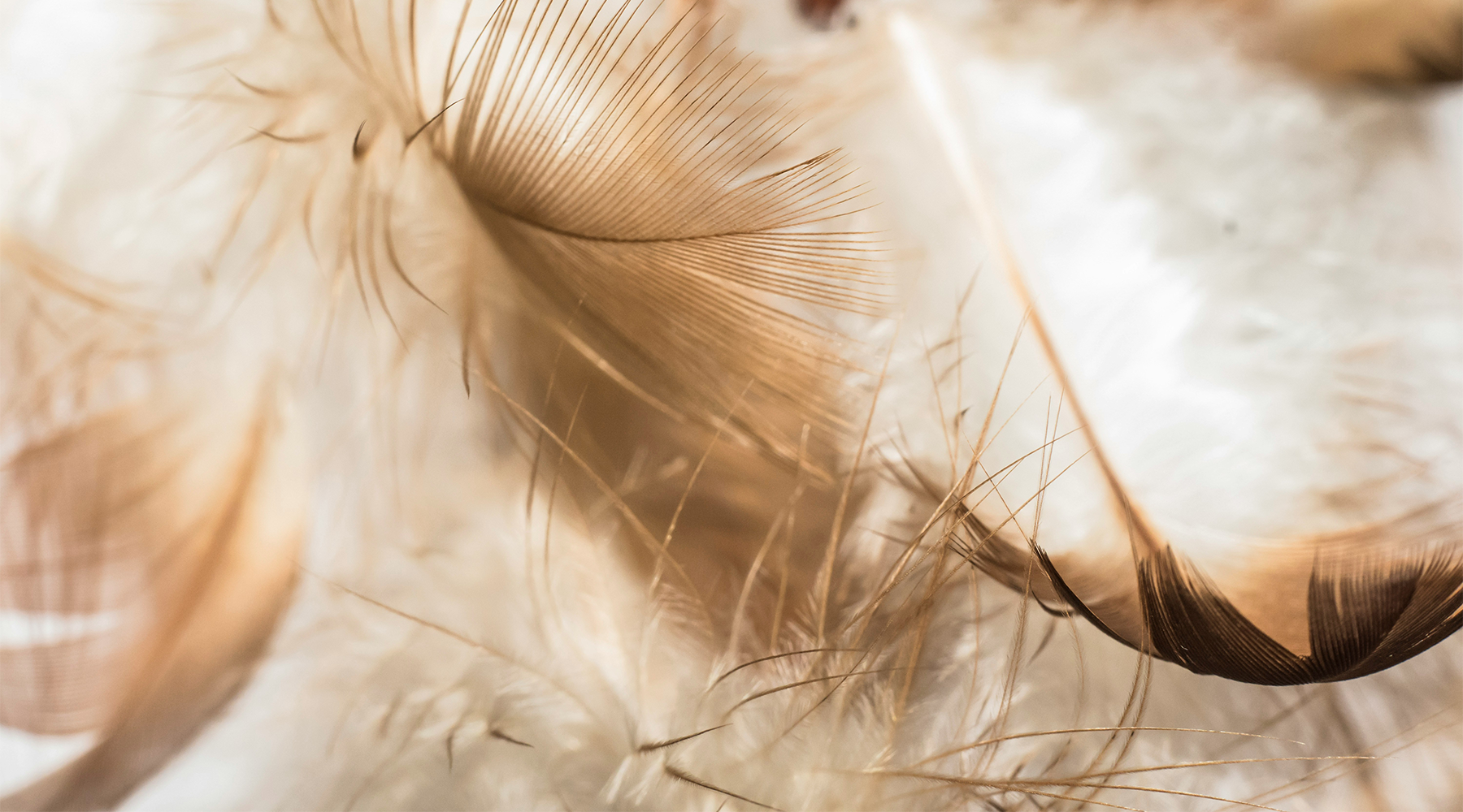 Exploring Sensory Play – Engaging All Five Senses for Heightened Pleasure | Dear Desire